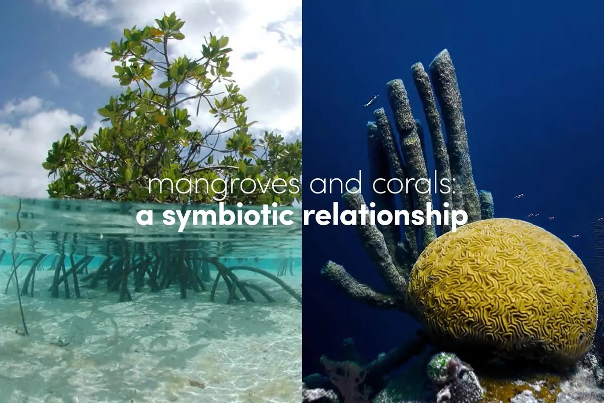 Mangroves and corals — the symbiotic ecosystem fronting Bacalar Beach
