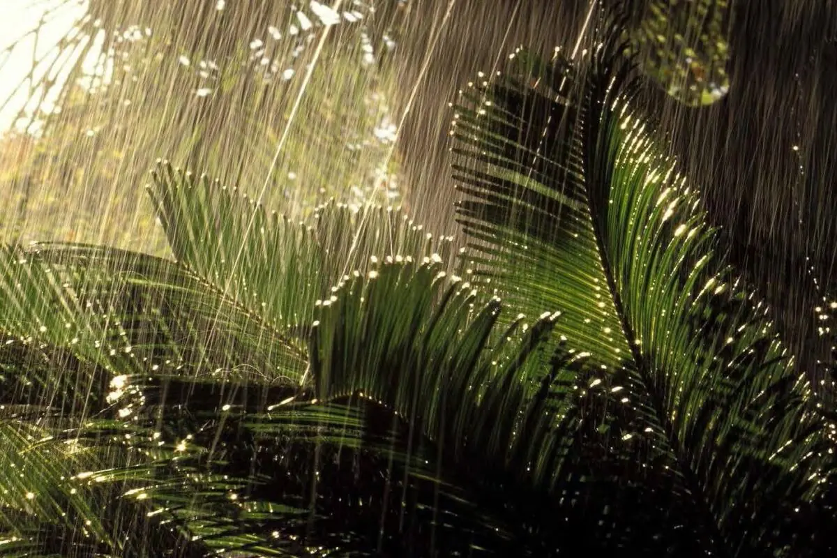 Tropical rain falling on palms in Belize